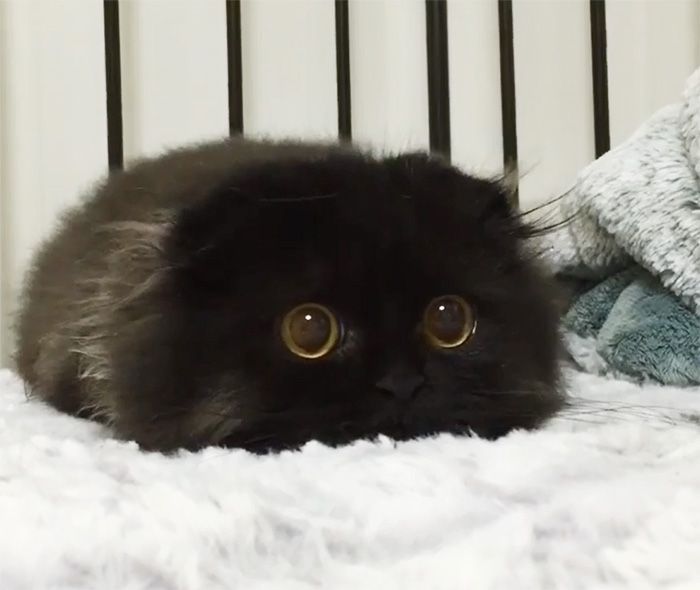 Adorable Cat Has the Big Hypnotizing Eyes of a Wise Owl