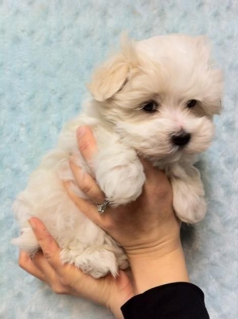 cute havanese puppies