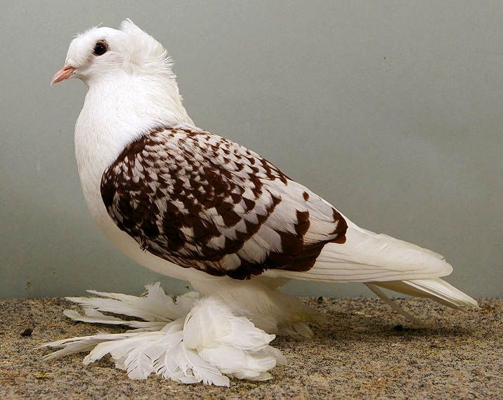 Red Spangle Double Crested Saxon Shield | Pigeon bird, Pigeon breeds,  Pigeon pictures