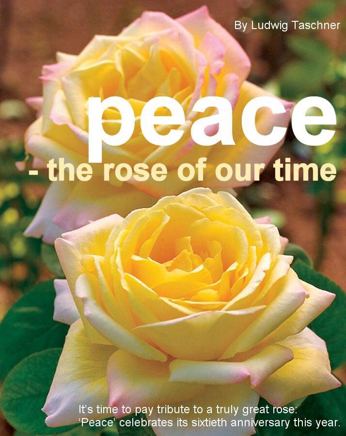 Peace Yellow Rose ) Beautiful Bouquet Of Flowers, Exotic Flowers