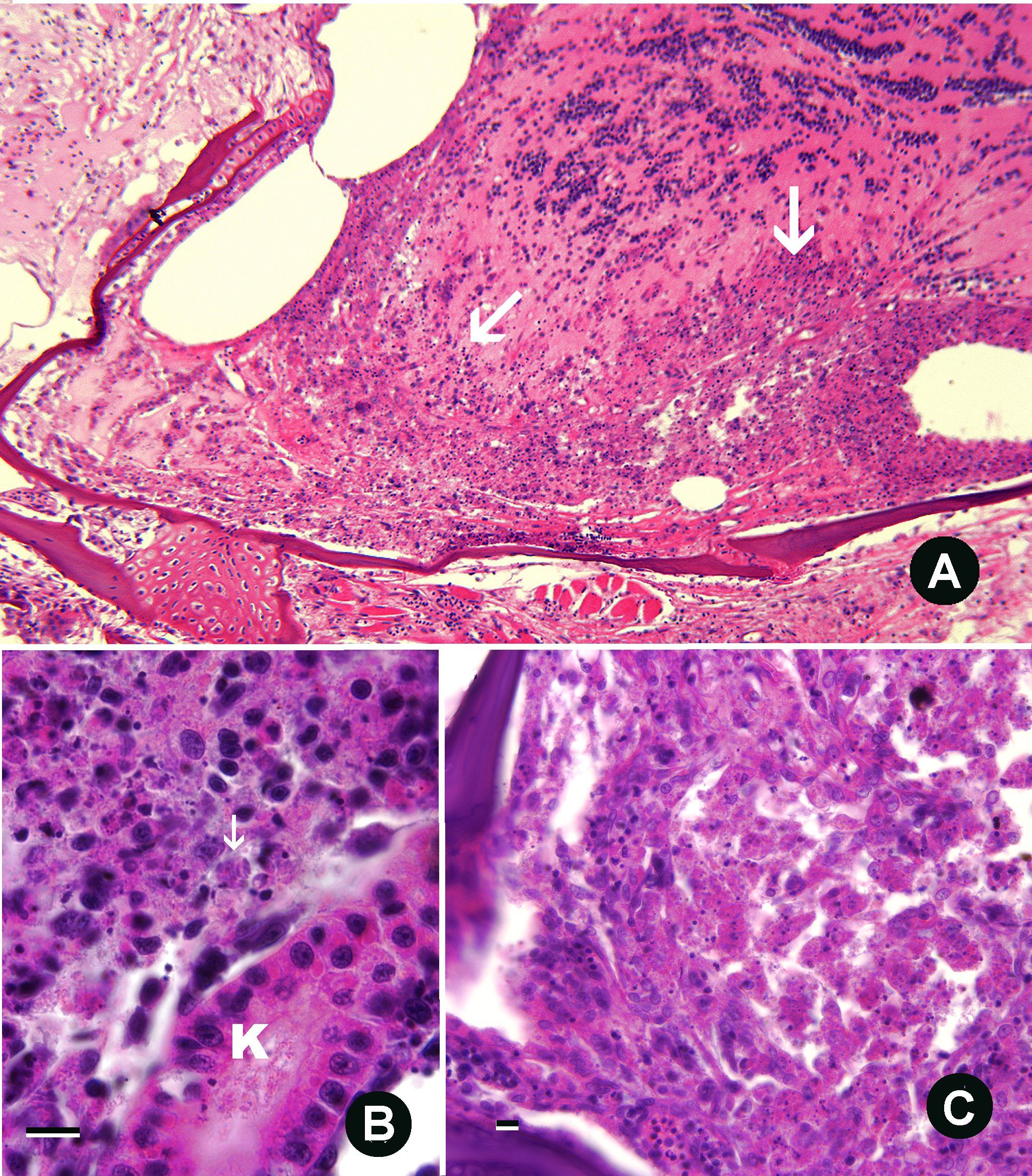 Edwardsilla Bacterial Infection With Images Bacterial