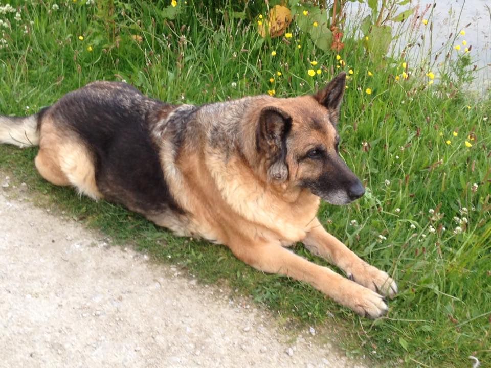 Wow 18 Years Old Looking Mighty Fine German Shepherd Old Dogs