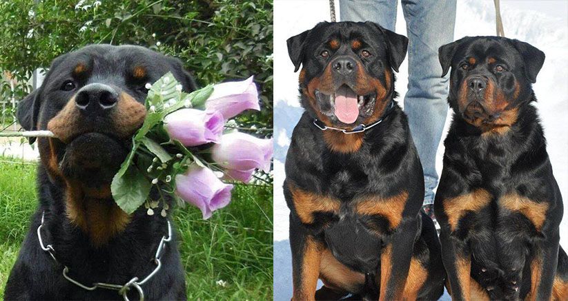 Rottweilers Can Identify Liars And They Don T Trust Them
