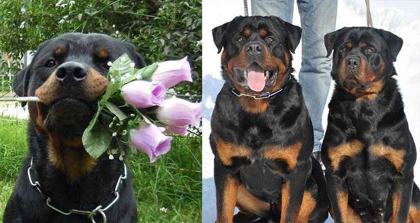 what are peoples guesses for the rottweiler