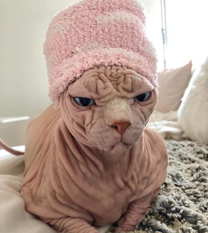 Animals And Pets, Funny Animals, Cute Animals, Animals Images, Gato Sphinx, Chat Sphynx, Hairless Cats, Cute Cats, Funny Cats
