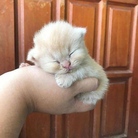 20 Very Sleep Baby Animals That Can Just Fall Asleep In The Palm Of Your Hand Baby Animals Super Cute, Cute Baby Cats, Cute Little Animals, Cute Funny Animals, Tiny Baby Animals, Sleepy Animals, Cut Animals, Arctic Animals, Small Animals