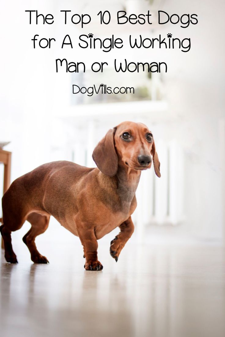 The Top 10 Best Dogs For A Single Working Male Or Female Best