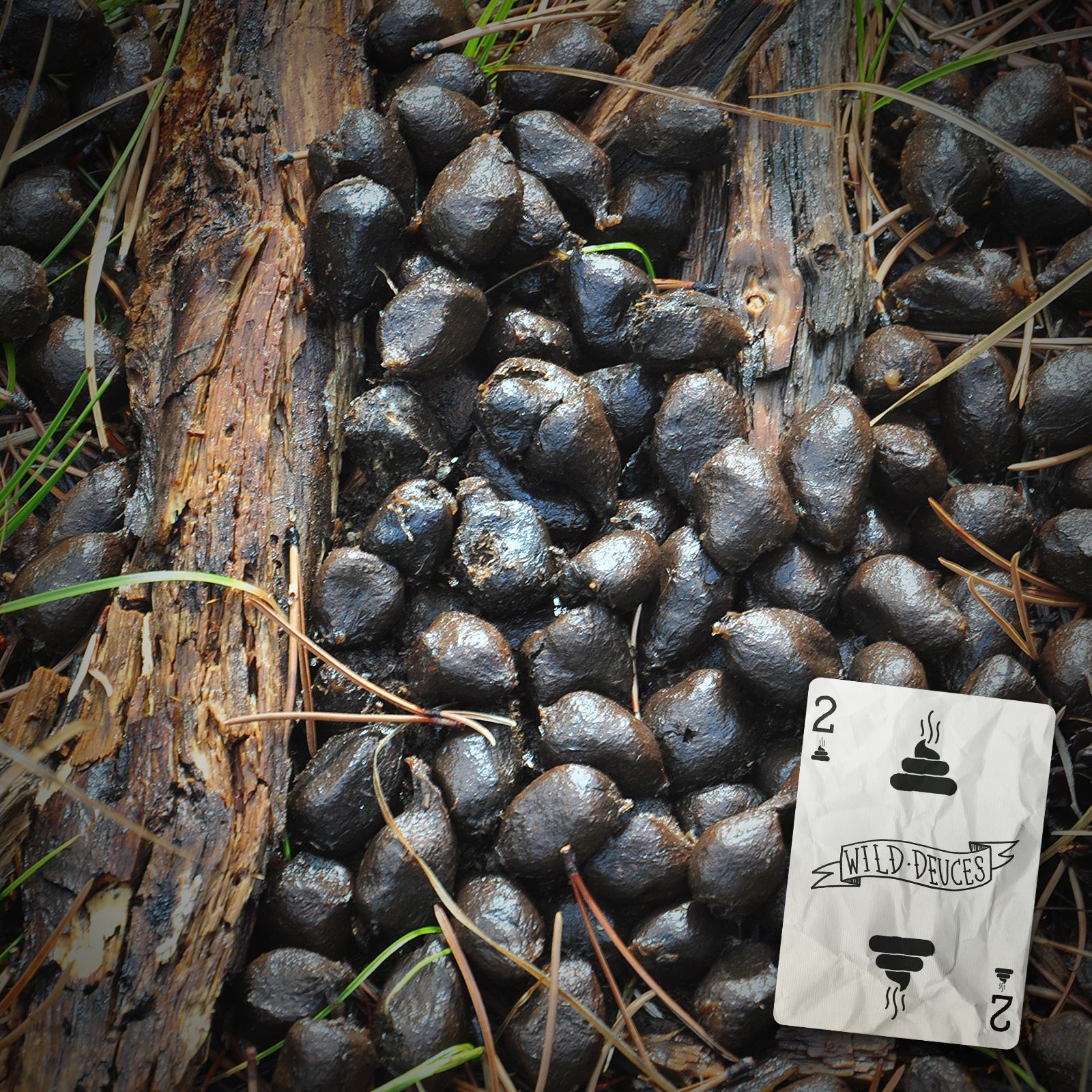 know your identify the wild deuces fruit termite identification chart
