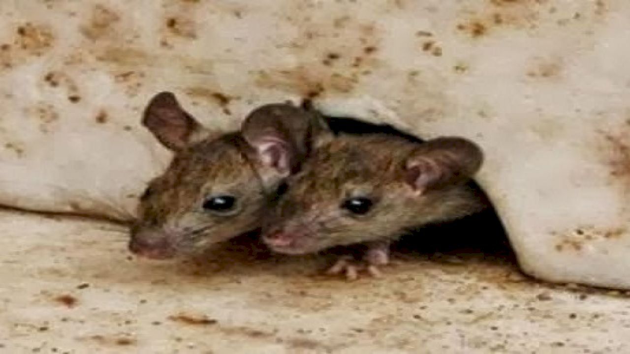 طريقة القضاء على الفئران في المنزل Pet Mice Pet Birds Cute Mouse