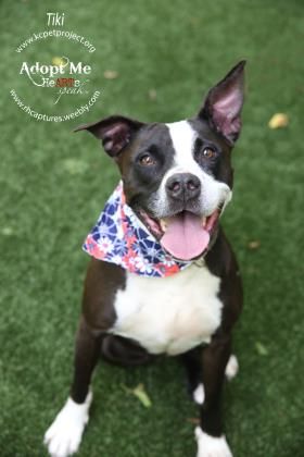 Bulloxer Dog For Adoption In Kansas City Mo Adn 666337 On