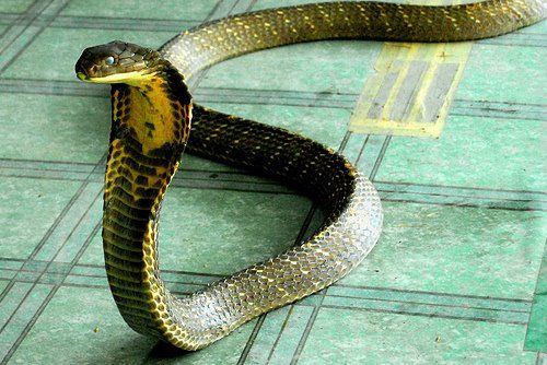 king cobra snake king cobra eating king cobra eating another snake king