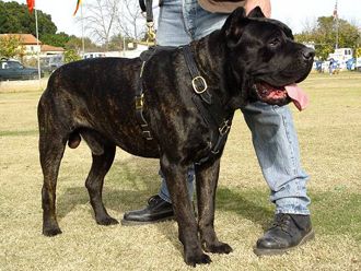 Top 10 Best Guard Dogs Cane Corso Dog Cane Corso Dog