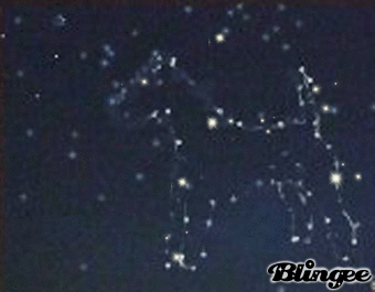 Dog Stars