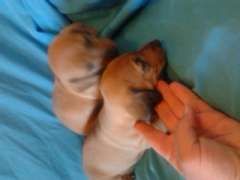 Standard Dachshund Puppies Puppies For Sale Warwick Queensland