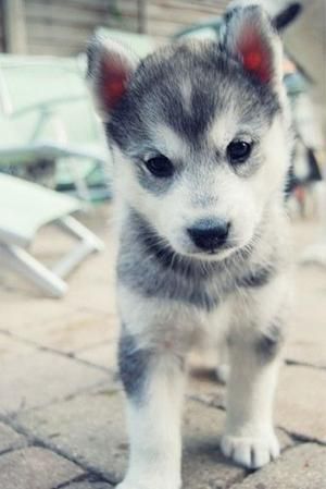 What Type of Dog Should You Adopt? #cutepuppies