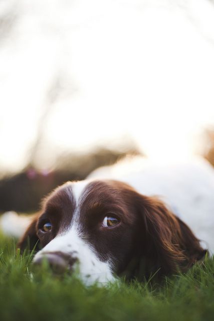 I Love My Sweet Springer And She Loves Our Family With All Her