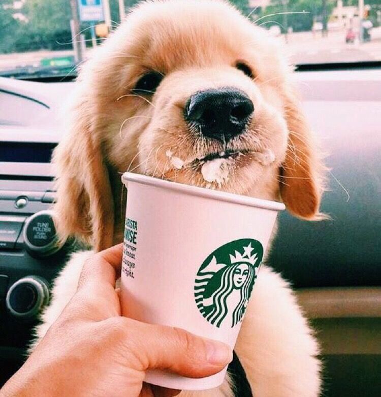 Vsco Gurl Moods Images Cute Funny Animals Cute Dogs