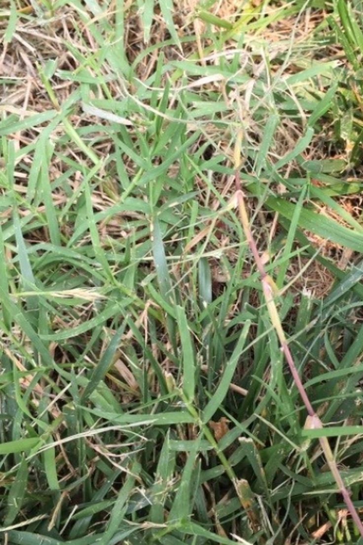 Bermuda grass in st augustine
