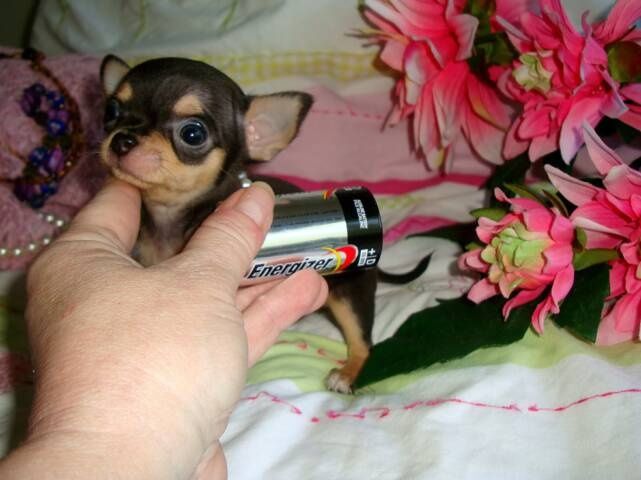 Blue Teacup Chihuahua Blue Teacup Applehead Chihuahua Puppies