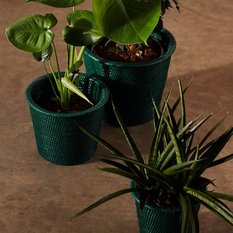 Indoors Rattan Planter Pot - Dark Green – Kalinko Rattan Planters, Indoor Planters, Planter Pots, Large Plant Pots, Small Potted Plants, Dark Corners, Cushion Pads, Green Leaves, Dark Green