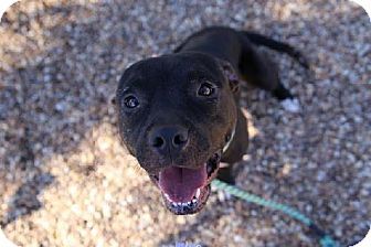 Jacksonville Fl American Bulldog Mix Meet Niko A Dog For