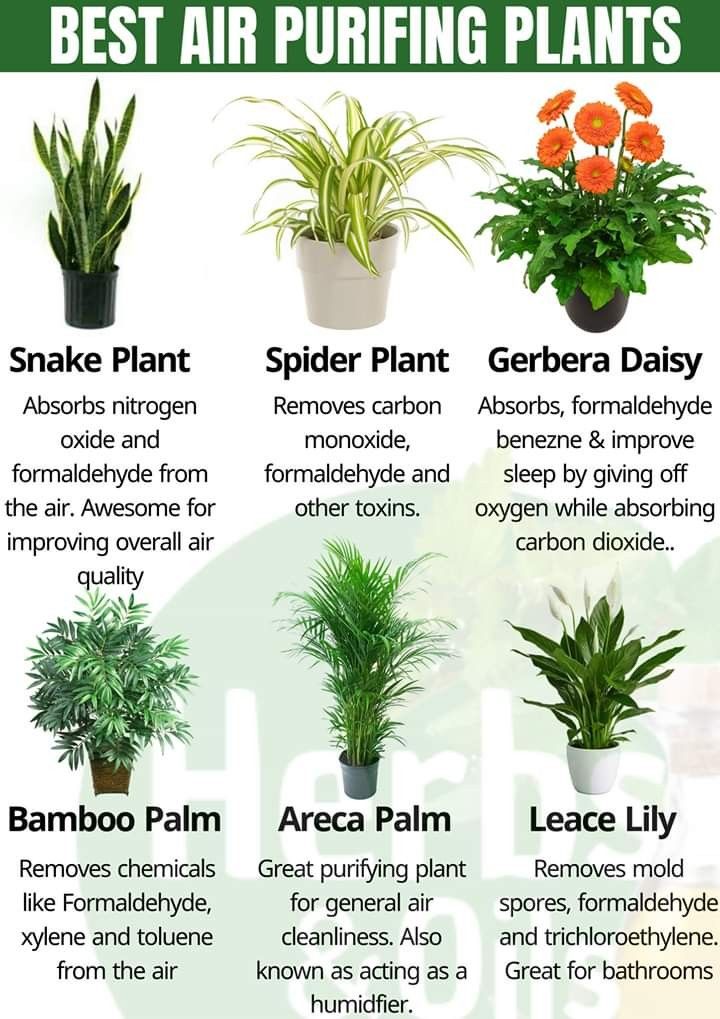 6 Best air-purifying plants from NASA clean air study.