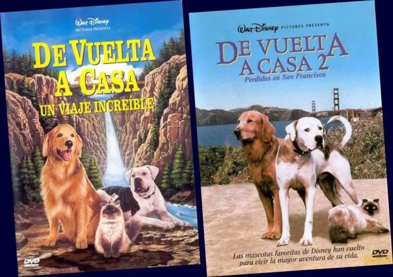 De Vuelta A Casa Si Eres Amante De Los Gatos Te Encantaran Estas Peliculas Amantes De Los Gatos Gatos Mascotas