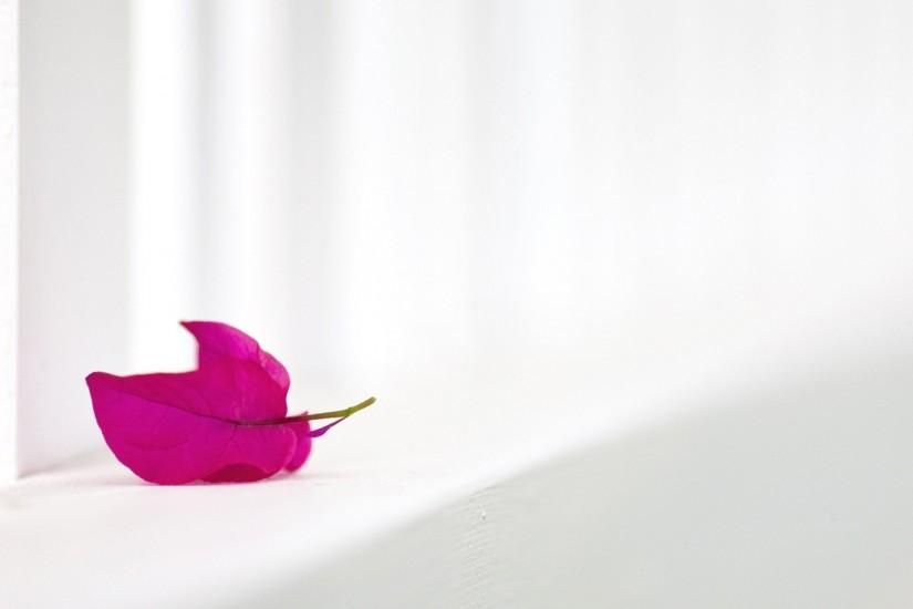 Plain White Wallpaper Hd Resolution Click Wallpapers Black And White Background White Background Wallpaper White Wallpaper