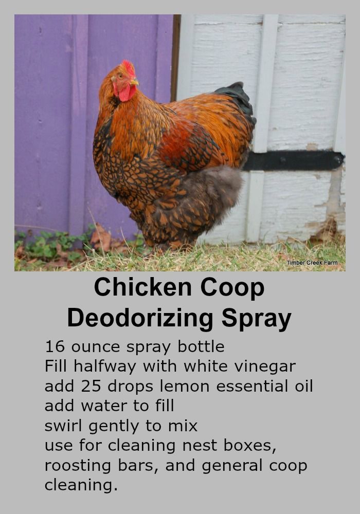 Essential OIls and chickens Written by Janet from Timber Creek Farm http://timbercreekfarmer.com first appeared on Backyard Poultry Magazine! Homestead Chickens, Raising Backyard Chickens, Backyard Poultry, Keeping Chickens, Backyard Chicken Coops, Pet Chickens, Urban Chickens, Backyard Farming, Plants For Chickens