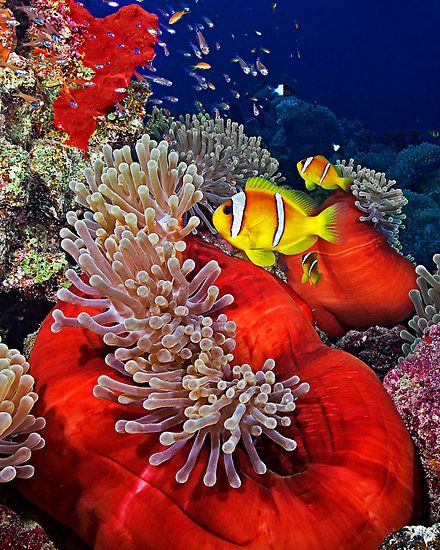✭ Anemone City Underwater Creatures, Underwater Life, Ocean Creatures, Underwater Photos, Underwater Photography, Street Photography, Landscape Photography, Portrait Photography, Nature Photography