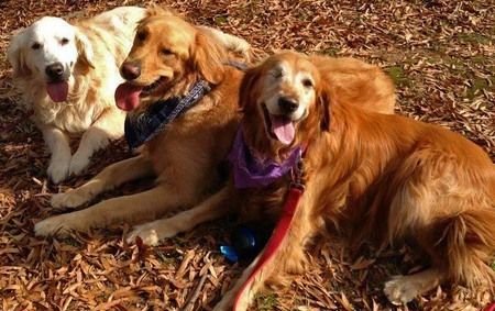 We At Dogsadda Seek To Educate Inform And Encourage Owners To