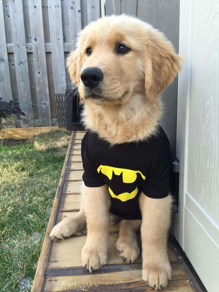 Golden Retriever Puppy Halloween Costume - Pin by Sheri Lynn on Dogs | Pet halloween costumes, Pet dogs, Pet costumes cat Golden Retriever Puppy Halloween Costume - Pin by Sheri Lynn on Dogs | Pet halloween costumes, Pet dogs, Pet costumes cat