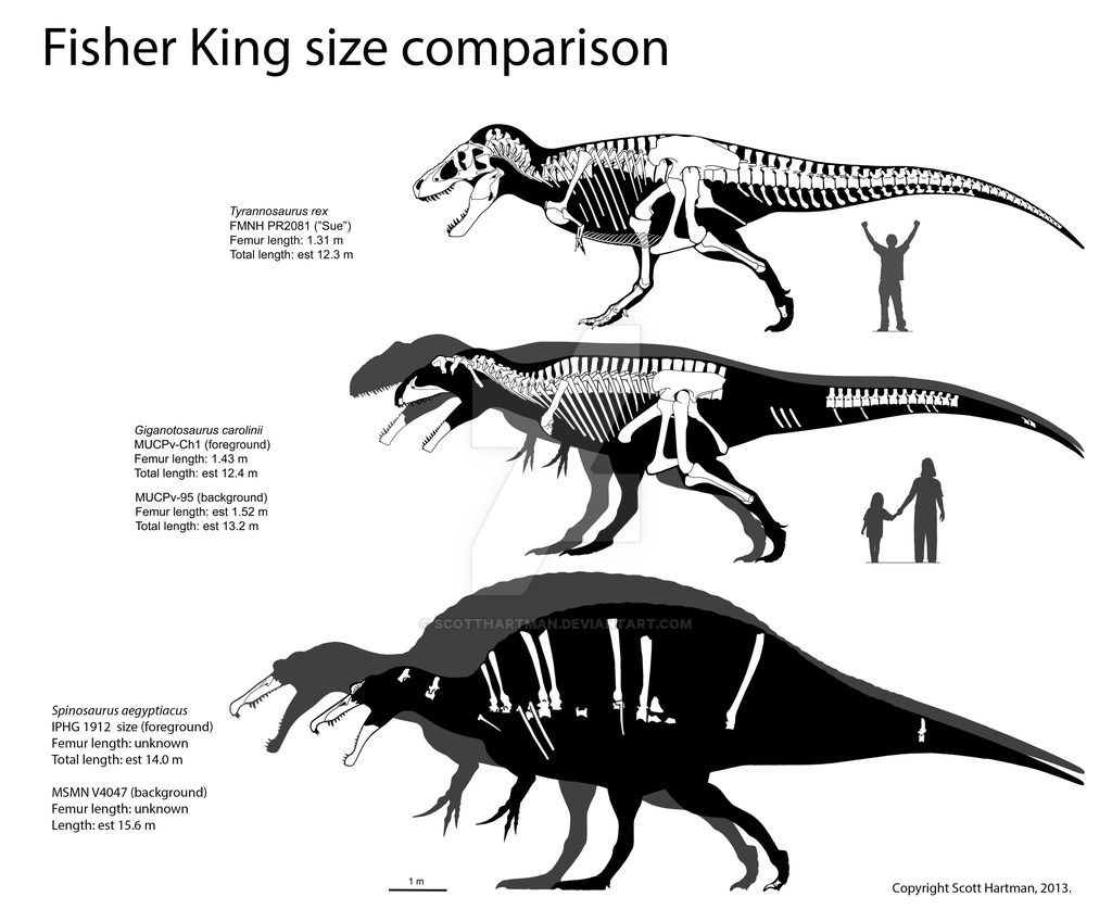 In the United States discovered a pregnant tyrannosaurus aged over 60 million years In the United States discovered a pregnant tyrannosaurus aged over 60 million years