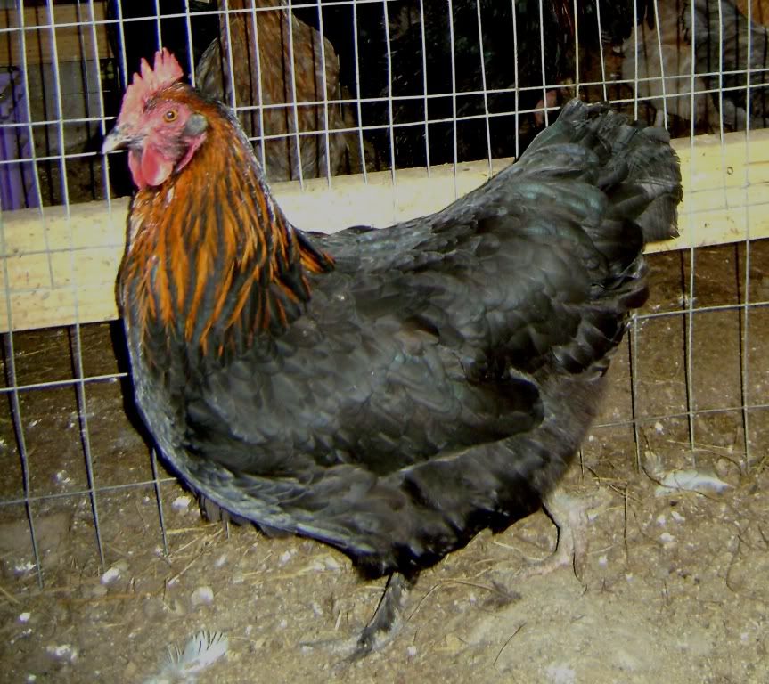 French Black Copper Marans | Black copper marans, Maran chickens, Chickens