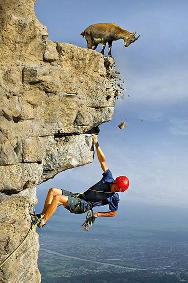You look a little short on rocks to grab, I'll throw you some--in your face! (Cheeky goat) ;) hypergo #extreme #sports #climbing… | Rock climbing, Pictures, Animals