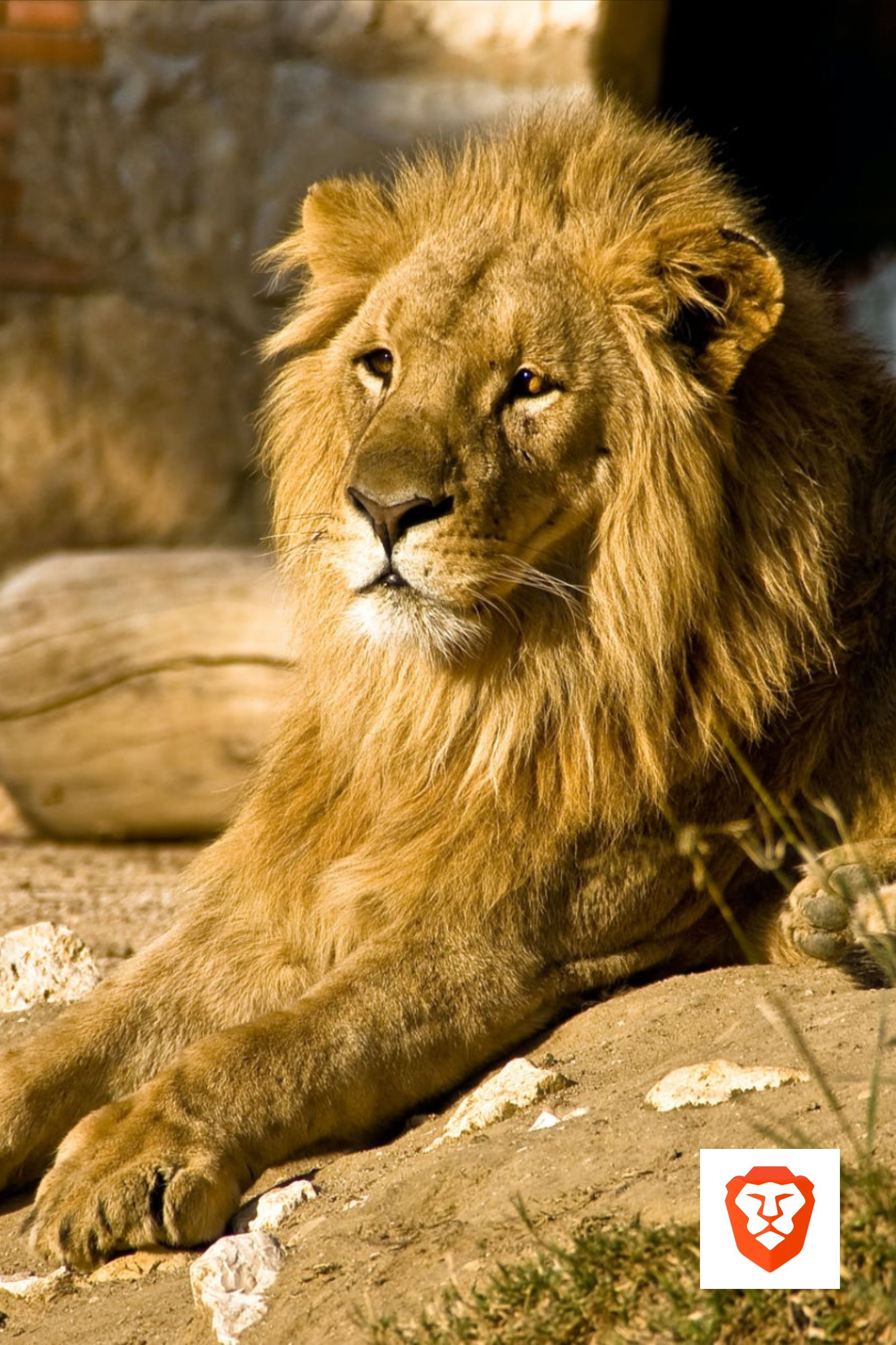 Lion browser apk Lion browser apk