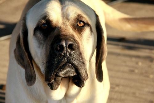 Pin On Www Doggielife Com