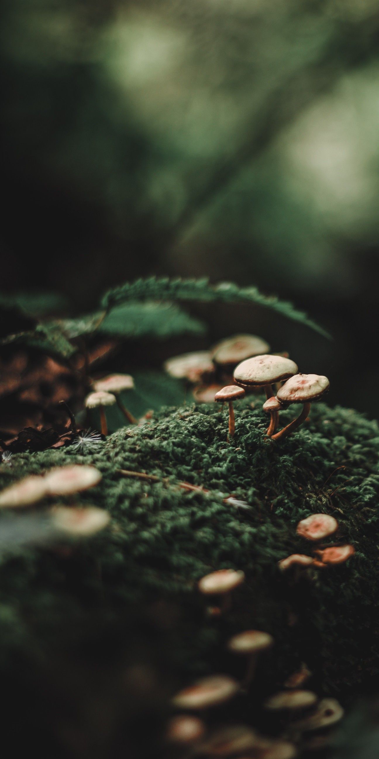 Pin by Brenna H. on Flowers + | Dark green aesthetic, Forest
