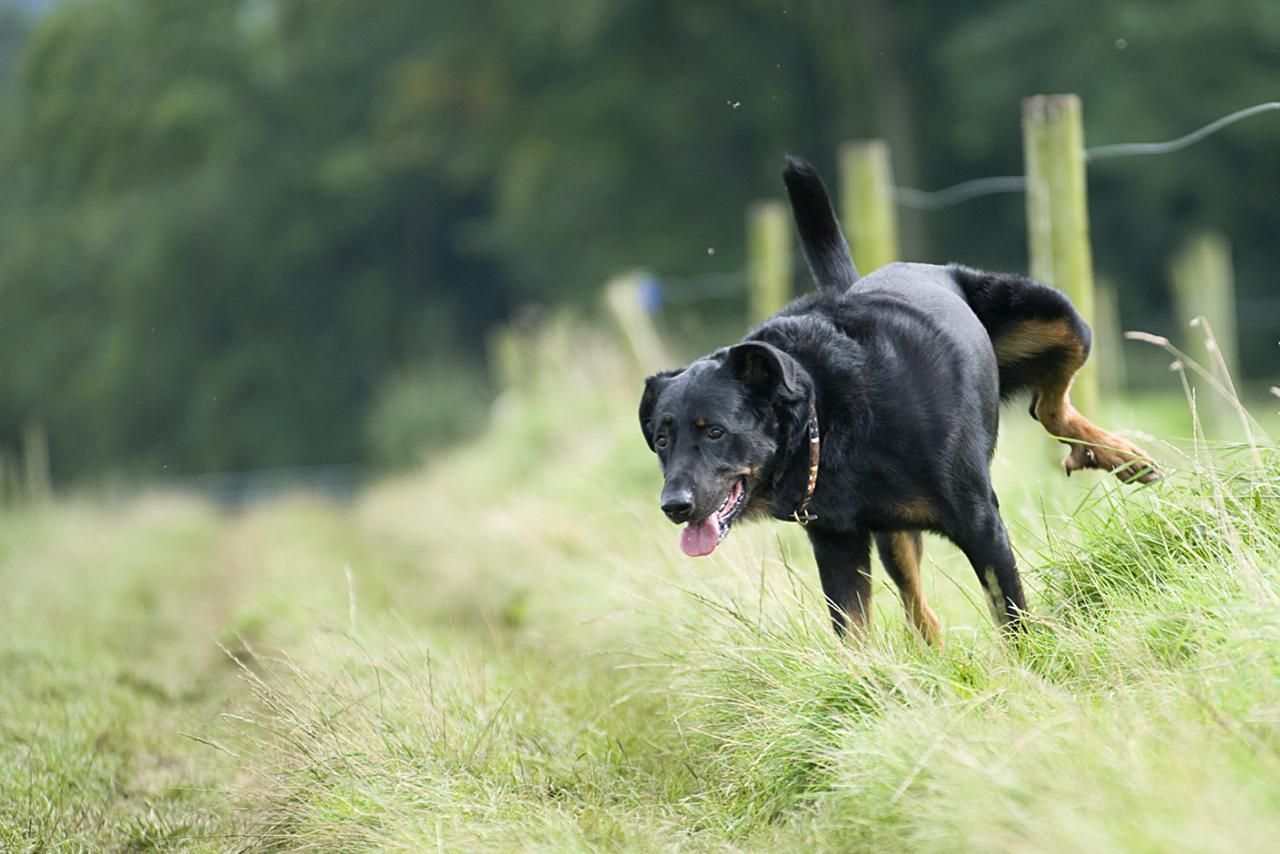 You Can Get Your Dog To Go Potty In One Spot Dog Clicker