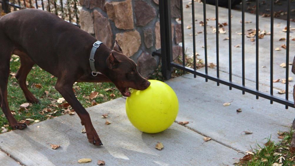 Anonymous Doberman With Our 110 Guaranteed Indestructible Varsity