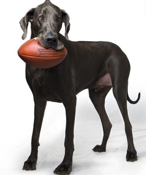Are You Ready For Some Football Great Danes Greatdane