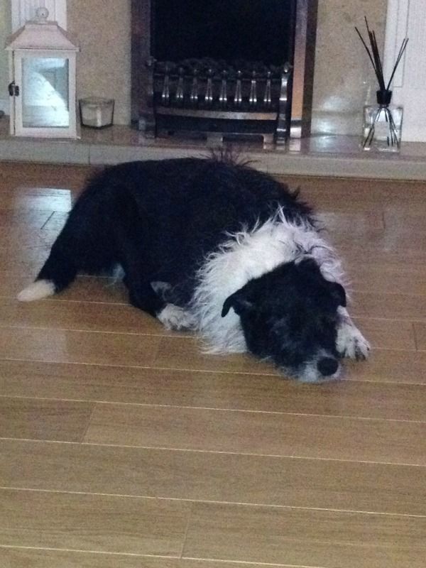Pin By Waggy Welcome On Waggy Welcome Burton On Trent Pet