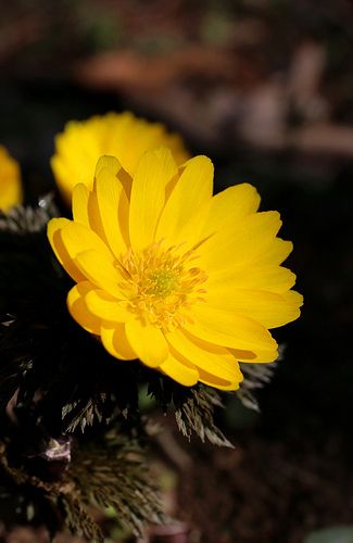 フクジュソウ Adonis Ramosa Beautiful Flowers Beautiful Gardens Flower Photos フクジュソウ Adonis Ramosa Beautiful Flowers Beautiful Gardens Flower Photos