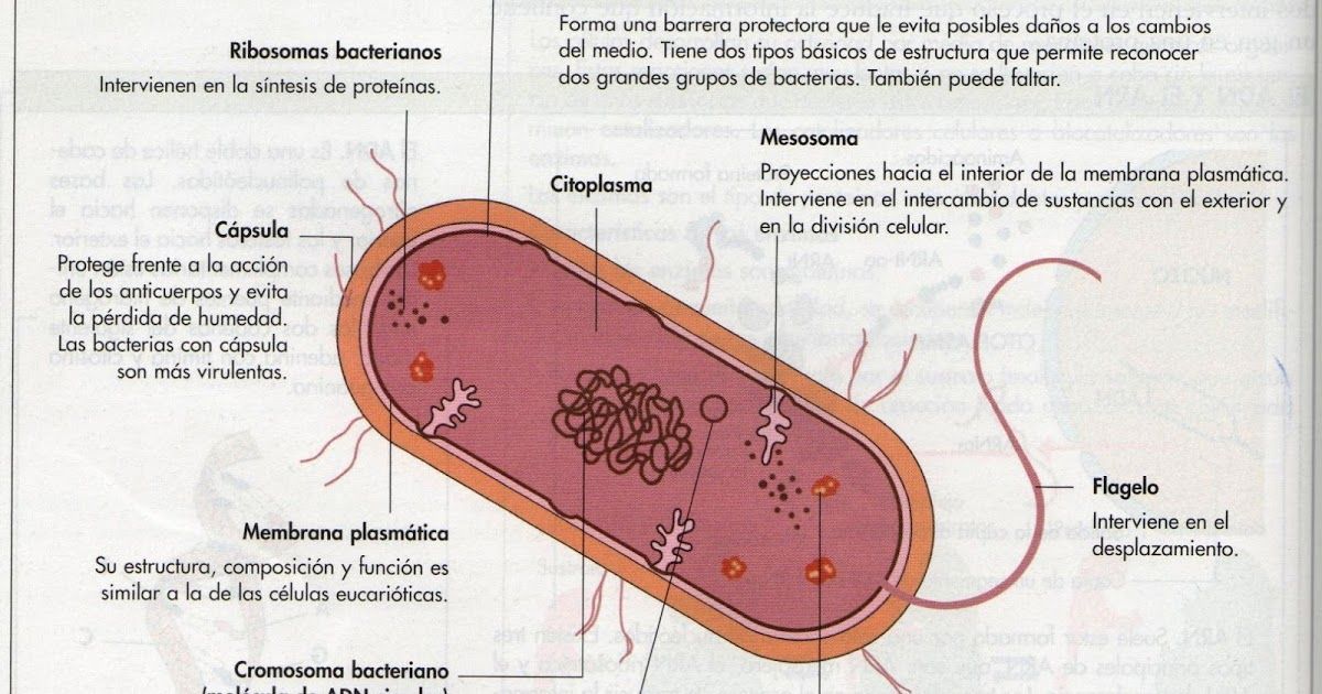 La Célula Procariota La Célula Procariota Y Eucariota Diferencias Entre Células Animal En 2021 Células Procariotas Celula Procariota Y Eucariota Procariota Y Eucariota