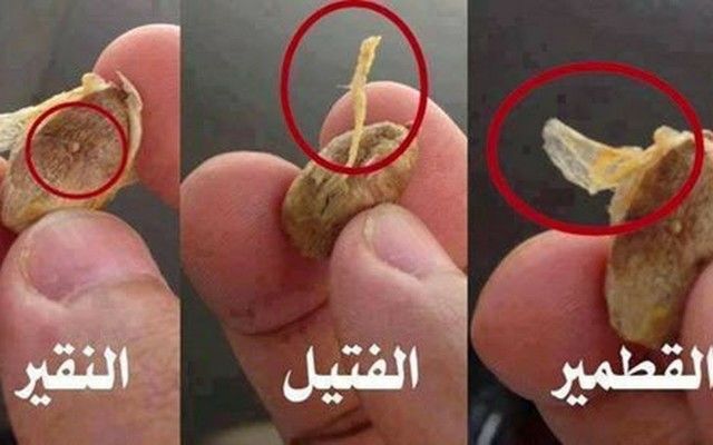ﻣﻌﻠﻮﻣﺔ ﺳﺘﻘﺮﺃﻫﺎ ﻷﻭﻝ ﻣﺮﺓ ﻭﺳﺘﺬﻫﻠﻚ ﻫﻞ ﺗﺮﻳﺪ ﺃﻥ ﺗﻌﺮﻑ ﻣﻌﻨﻰ ﻫﺬﻩ ﺍﻟﻜﻠﻤﺎﺕ ﻗﻄﻤﻴــــﺮ ﻓﺘﻴـــﻼ ﻧﻘﻴــــﺮﺍ ﺍﻟﺘﻲ ﺫﻛﺮﺕ ﻓﻲ ﺍﻟﻘﺮﺁﻥ ﻳﺴﺄﻝ Gold Rings Egyptian Actress Blog