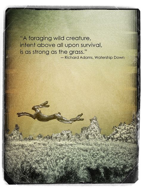 Watership down quotes
