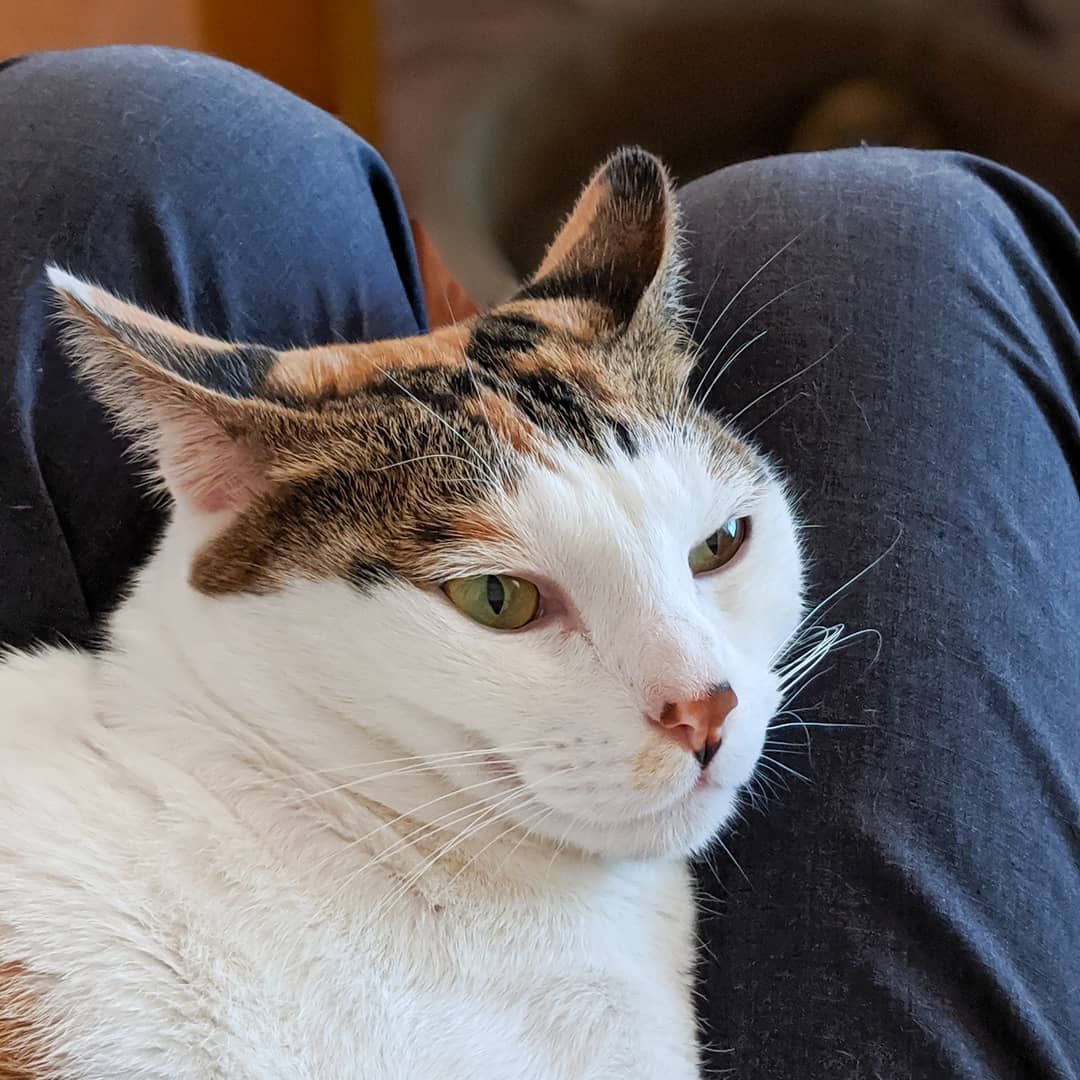 イカ耳 イカ耳猫 猫 ねこ部 ねこら部 ねこすたぐらむ ふわもこ部 ペコねこ部 Funny Animals Animals Cats イカ耳 イカ耳猫 猫 ねこ部 ねこら部 ねこすたぐらむ ふわもこ部 ペコねこ部 Funny Animals Animals Cats