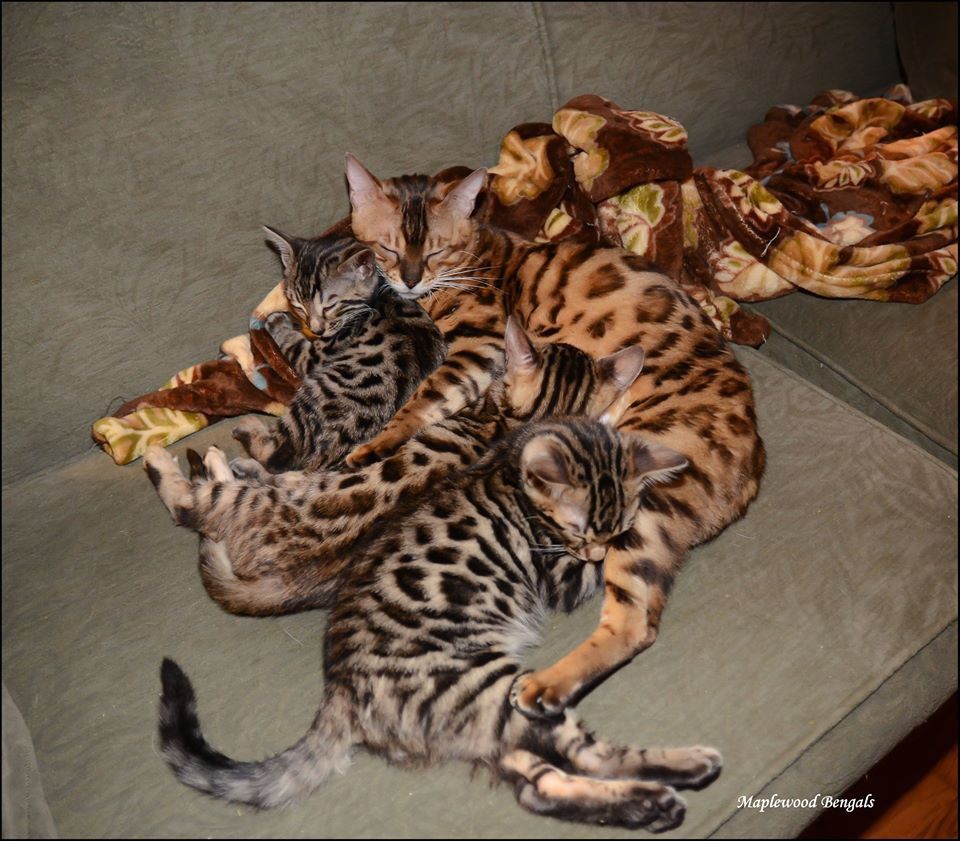 bengal kittens for sale orlando