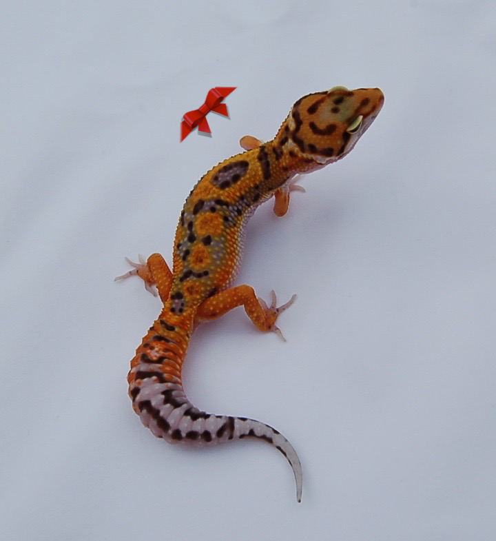 Morph Leopard Gecko