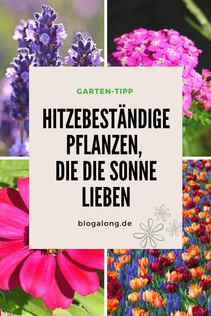 Hitzebeständige Pflanzen, die die Sonne lieben